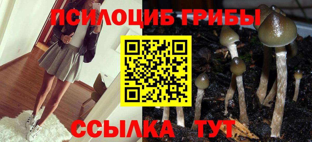 Галлюциногенные грибы Psilocybine cubensis Магнитогорск